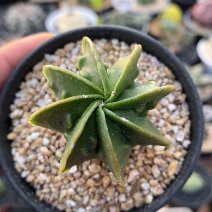 实生核桃鸾凤玉472号4.6cm