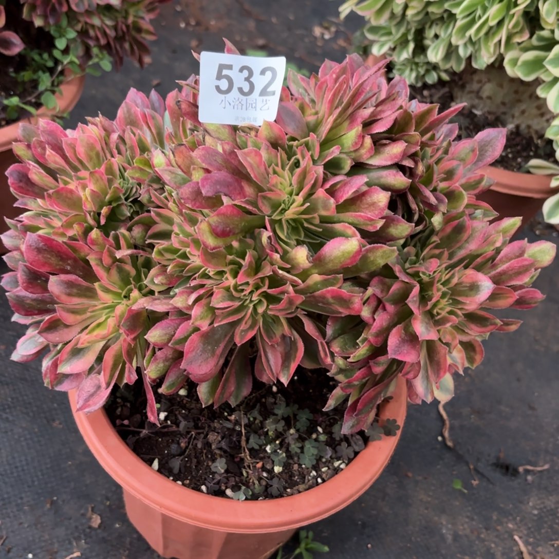 532号洛神缀化多肉植物
