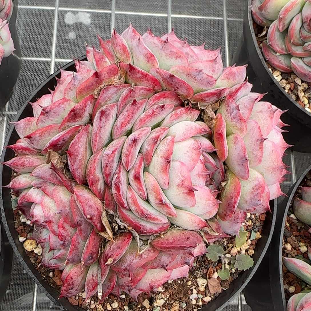 从前慢花园精选侧影