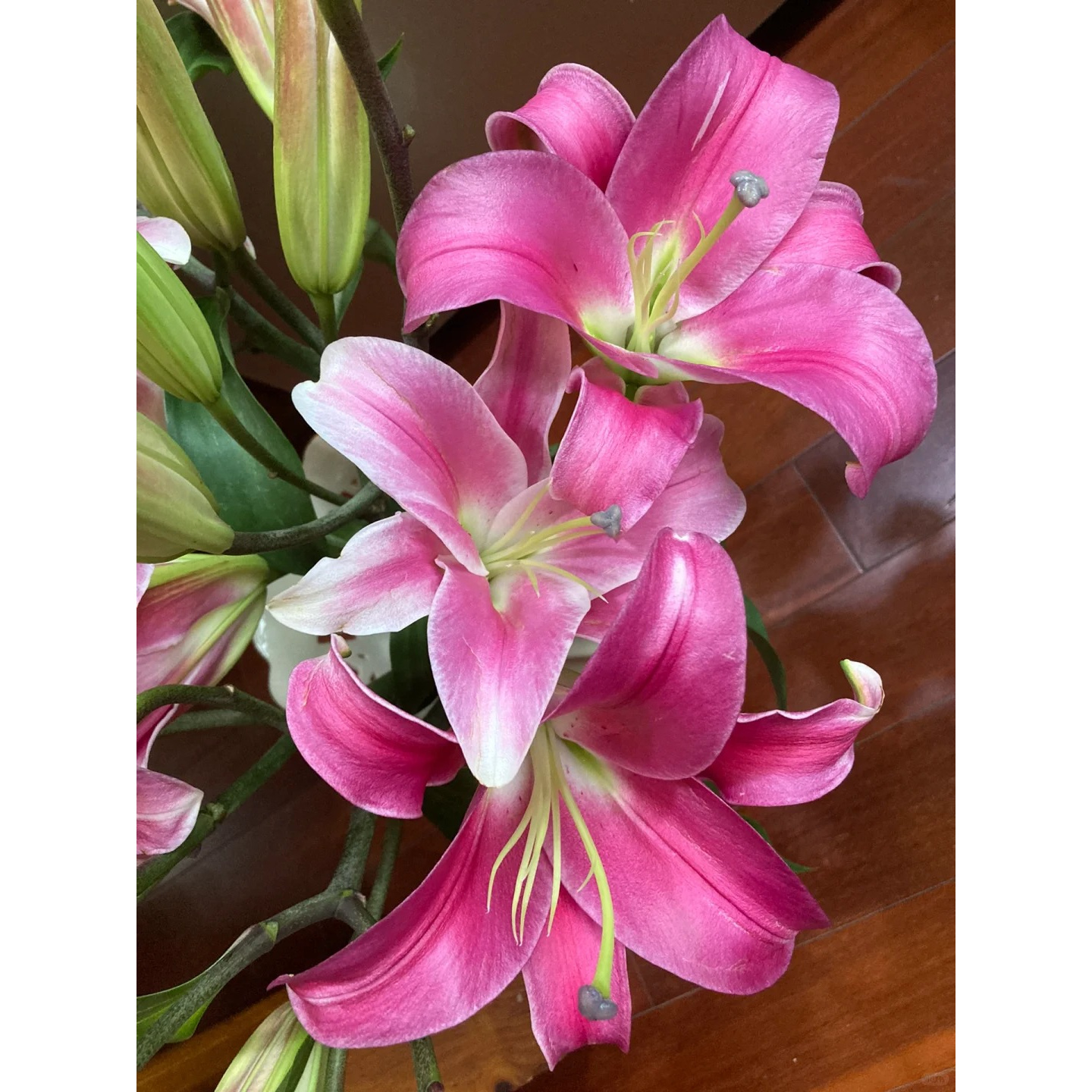 【罗宾百合】云南斗南基地现采现发品质罗宾多头百合