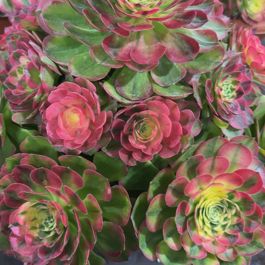 哈哈多肉植物海仙818