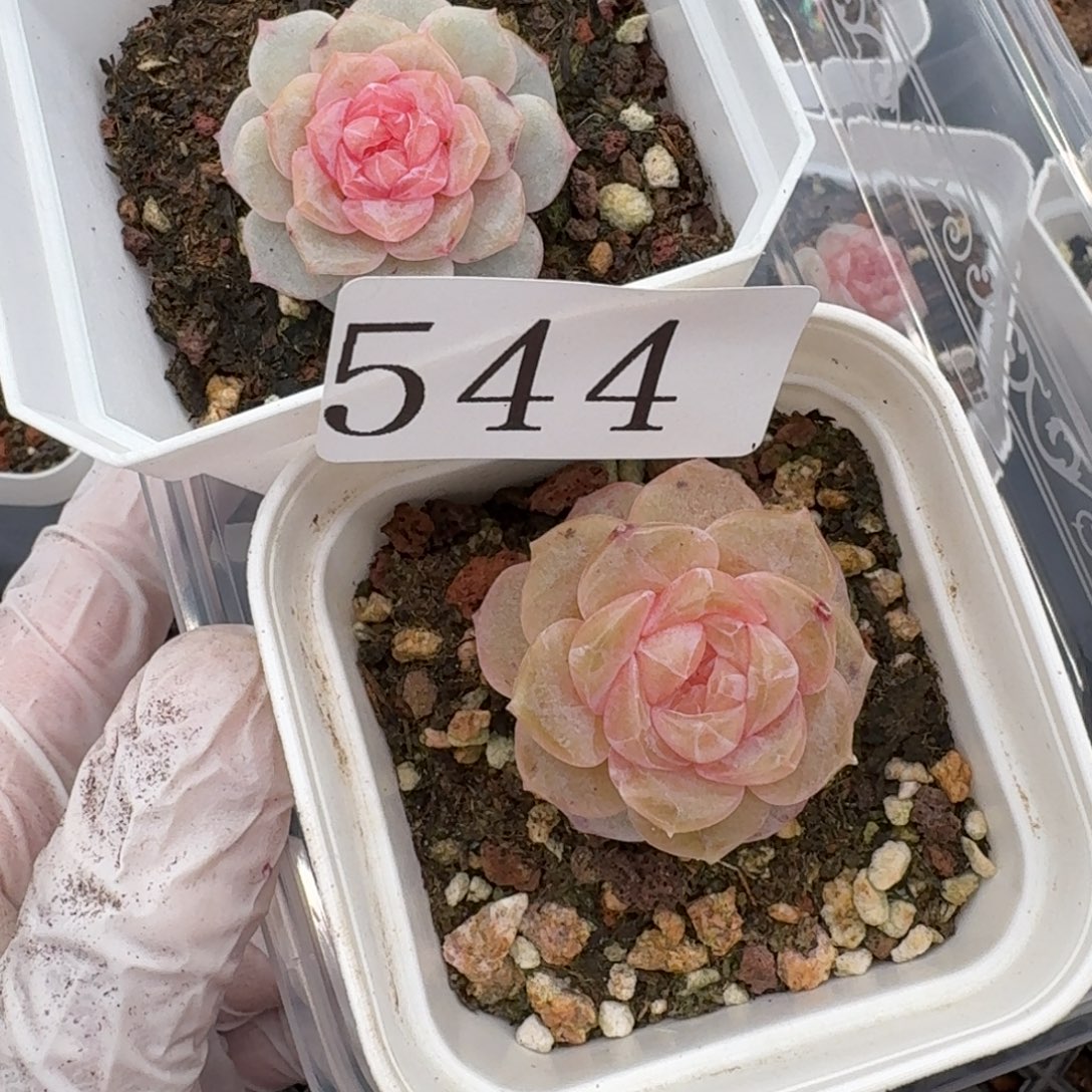 多肉植物多肉植物544