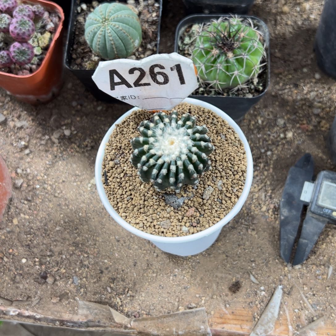 大***辉333333333333333333