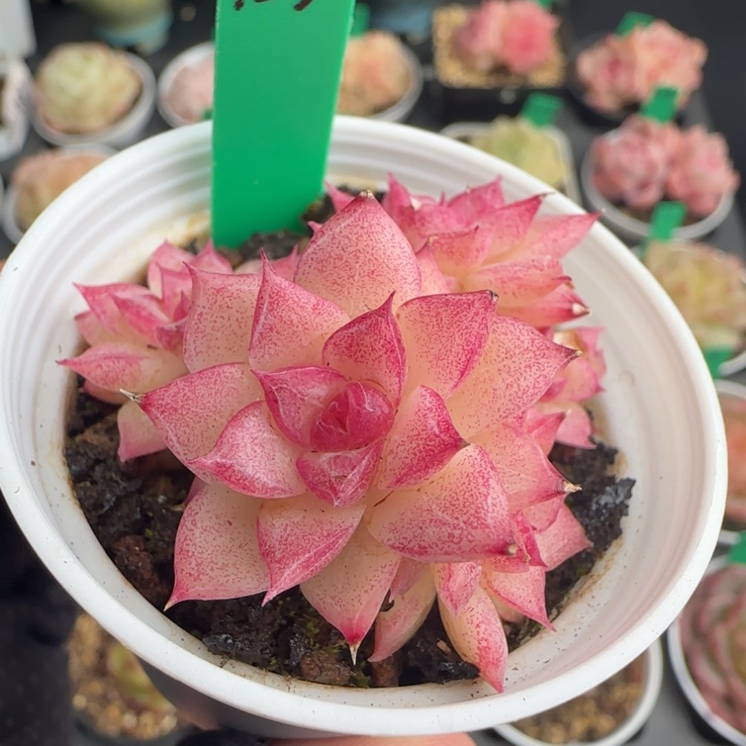 多肉 125  麦秆不包整     5厘米盆 h