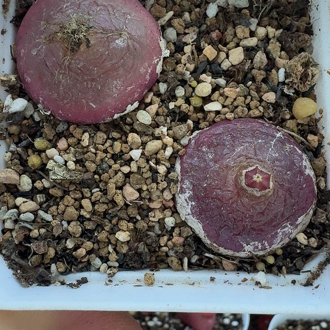 老马生石花灯泡1823