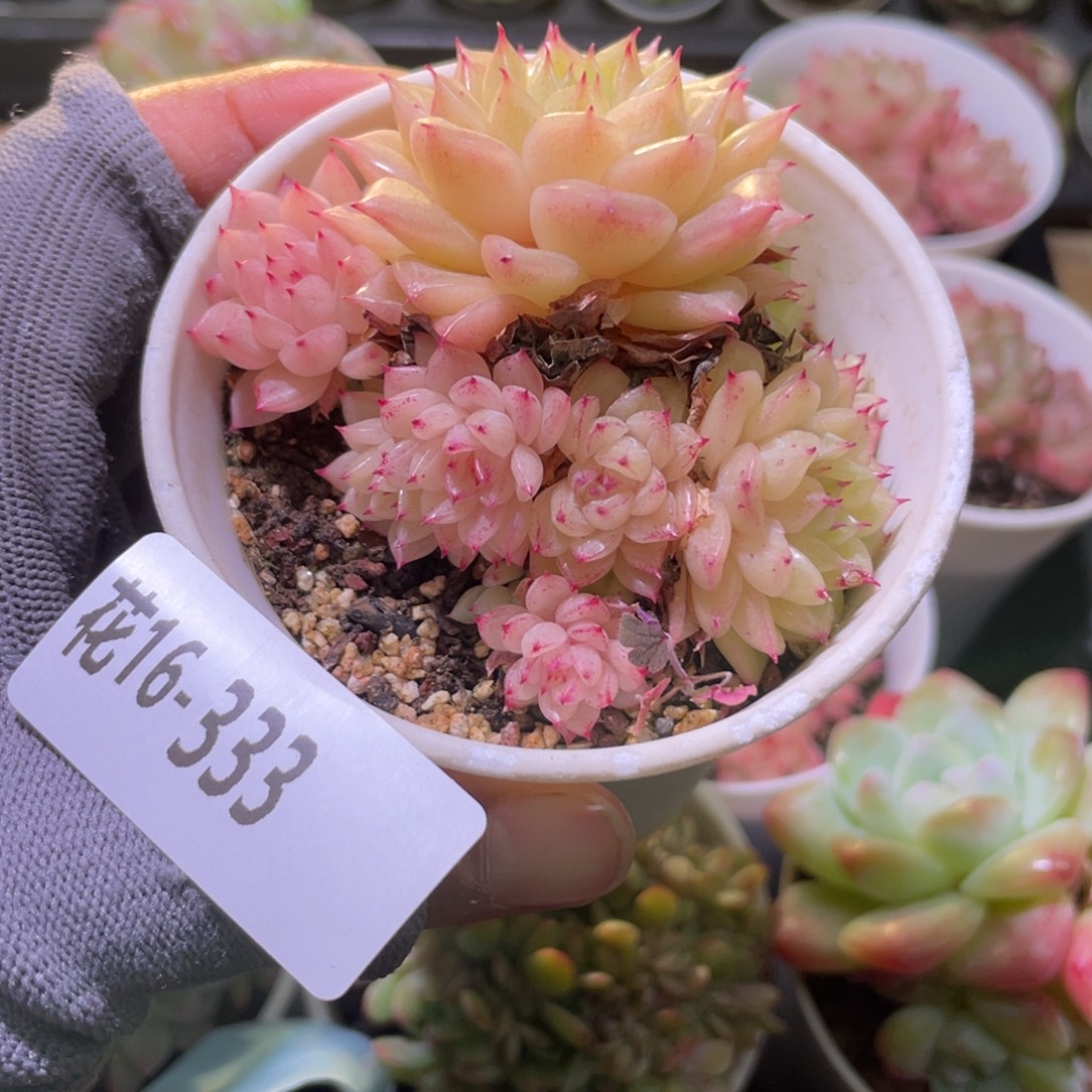 花利美16-333麦秆群