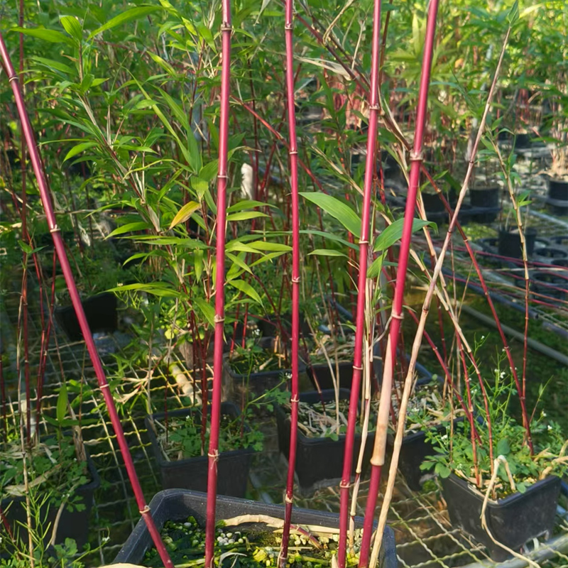 红寒竹紫寒竹盆栽造景室内盆景高档绿植夏威夷四季常青庭院竹子