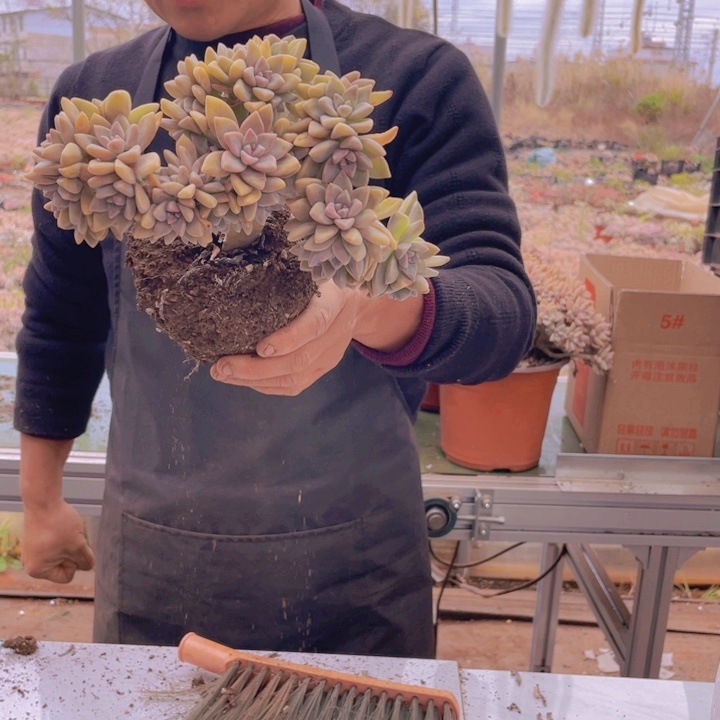 234淡雪缀化一物一拍