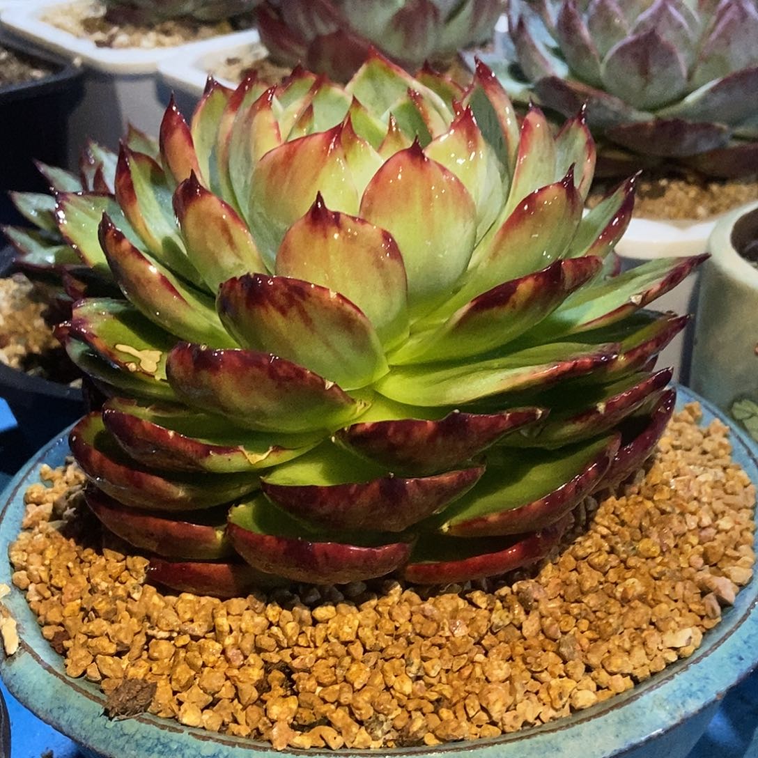 惊鸿仙子一物一拍