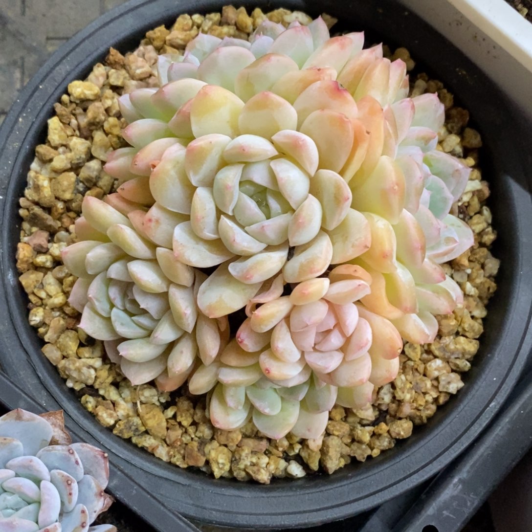 精品多肉一物一拍不包整364