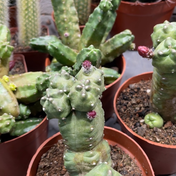 橙桃多头新品一物一拍1