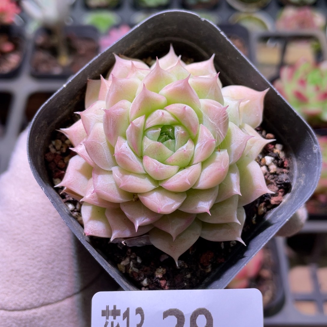 花利美13-29清浅女王