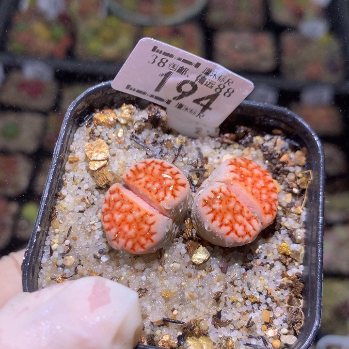 Zzz 精品生石花194