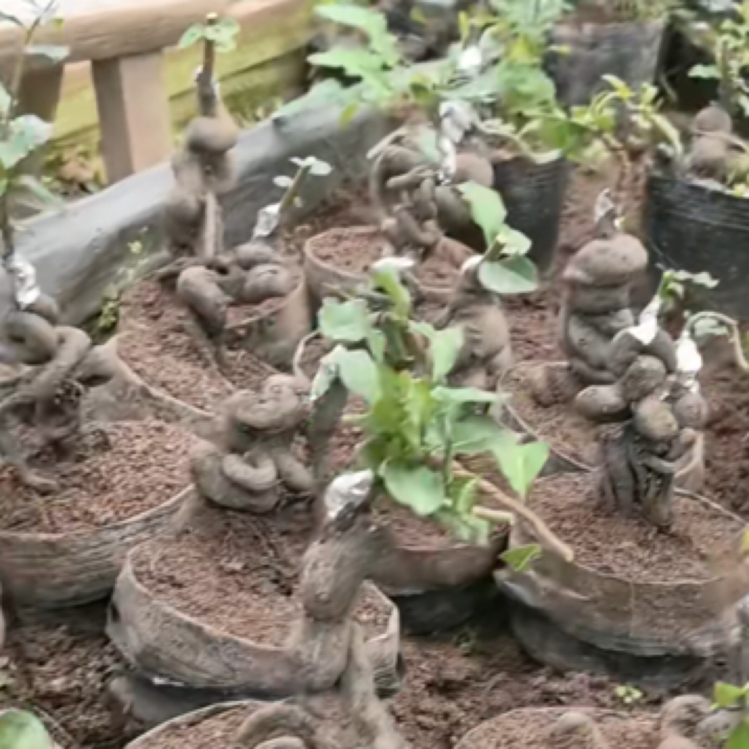 金弹子盆景，直播间福利，直播间一物一拍！直播间付款