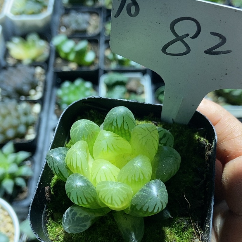 【闪购商品】82琥珀