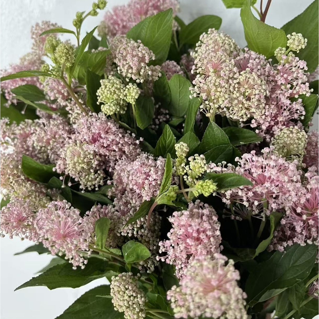 【美洲茶鲜花】可做干花 全店拍2单升级顺丰冷链或德邦空运