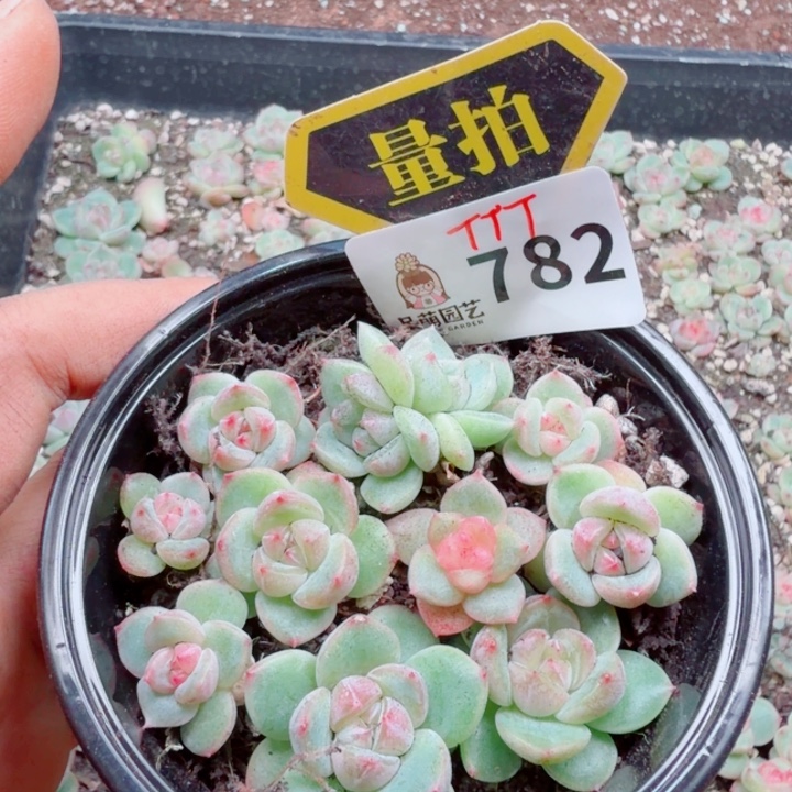 多肉植物多肉植物