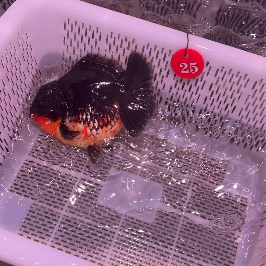 小***q金鱼你好自认为自己对生活