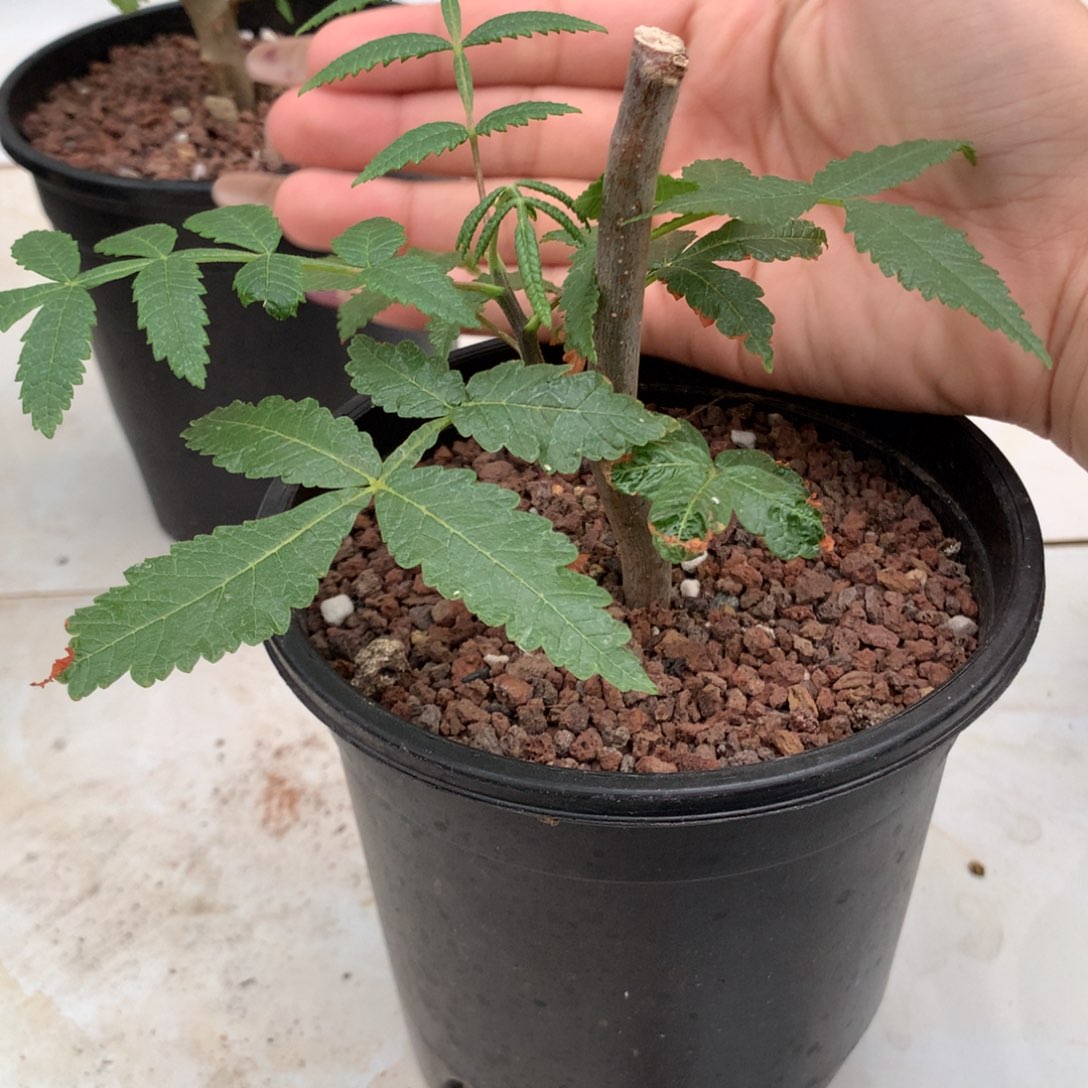 双色裂榄扦插扦插