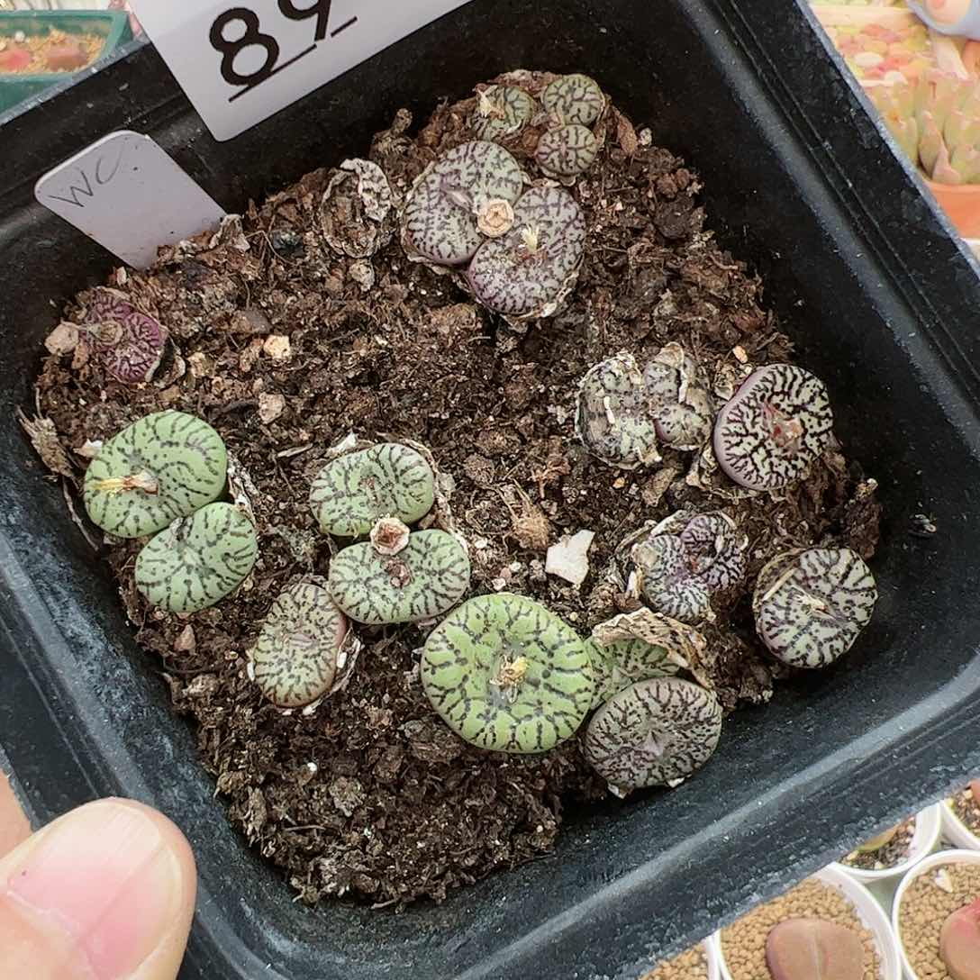 【闪购商品】89 新年福利