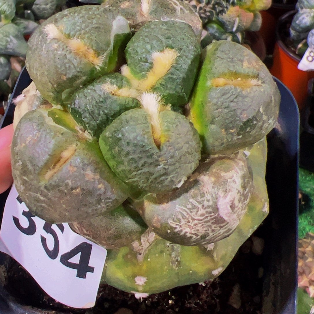 无花朵光面大尤连山微瑕疵354