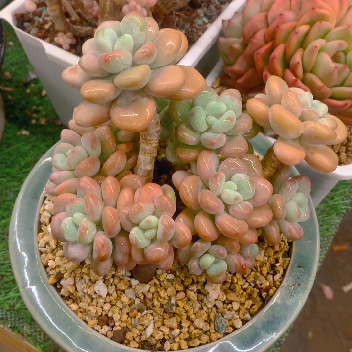 蜜**橙多肉乐园精品洛神