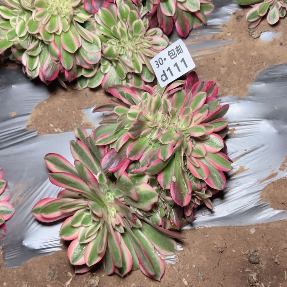 111女巫缀多肉法师