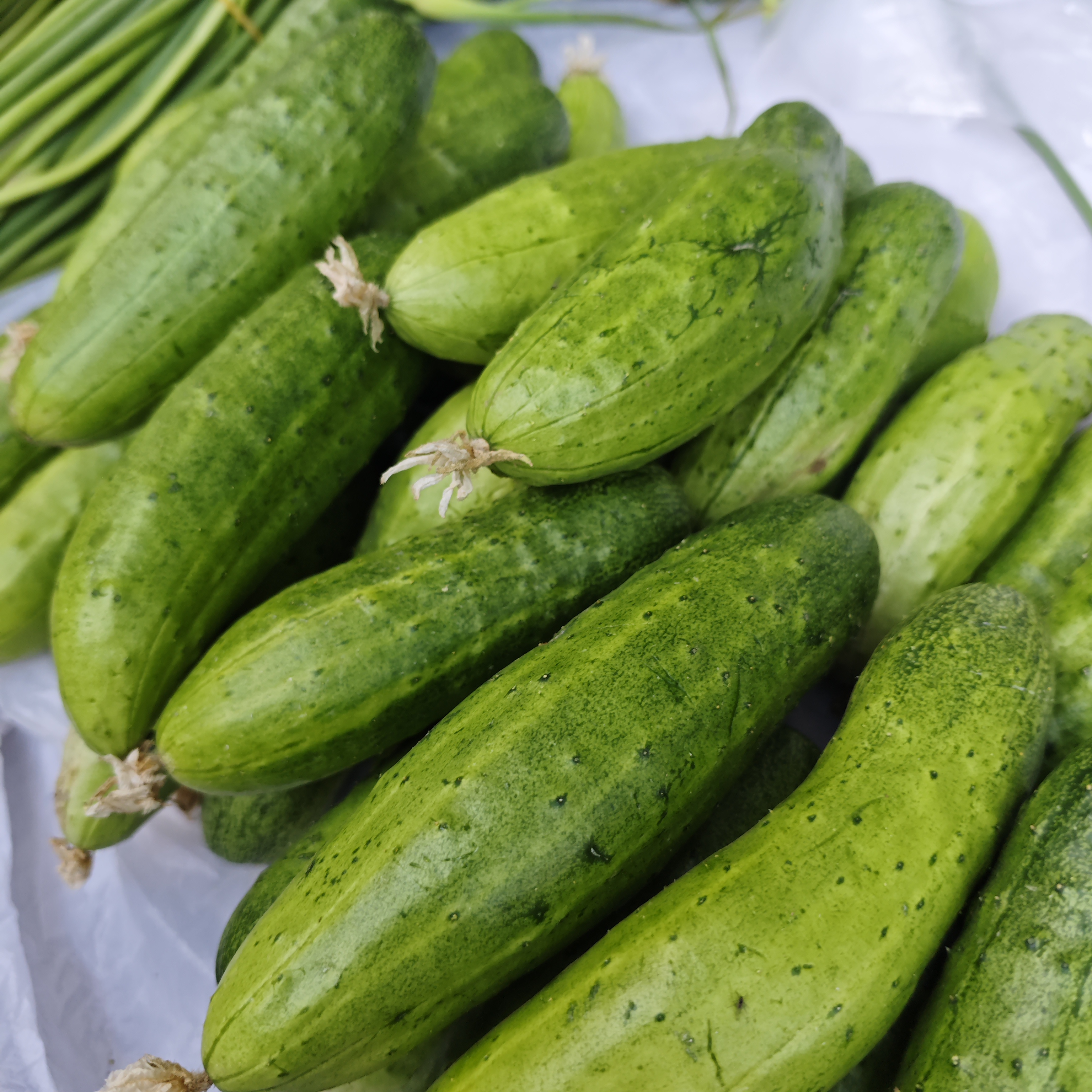 【现摘现发】4.5斤-5斤新鲜旱黄瓜