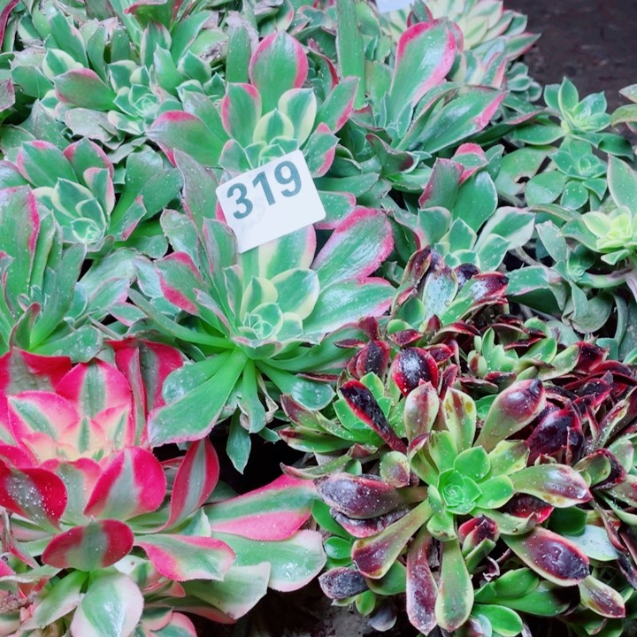 多肉植物组合319