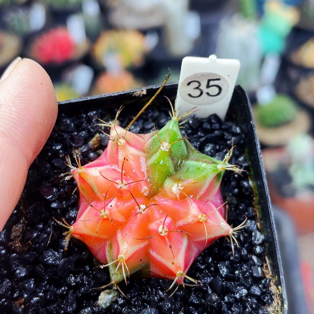 非偏远地区满25包邮仙人球