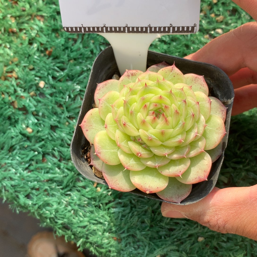 编号珍妮精品多肉58包邮