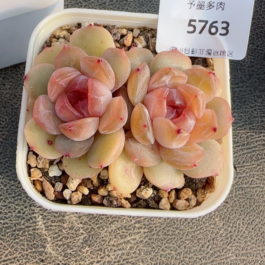 红恋，5763多肉植物