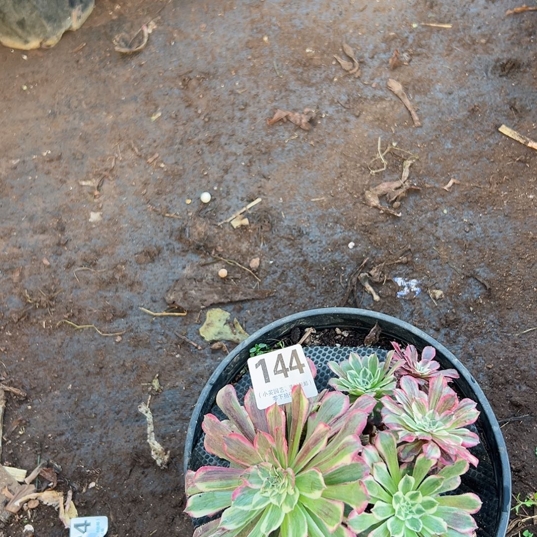 多肉植物多肉植物144