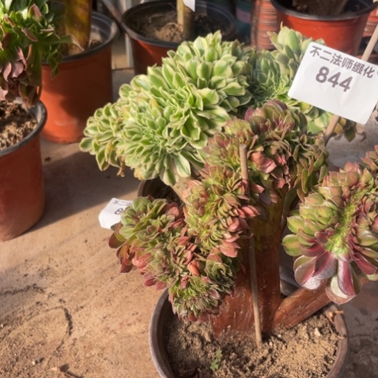 844，807，抹茶，迈巴赫缀