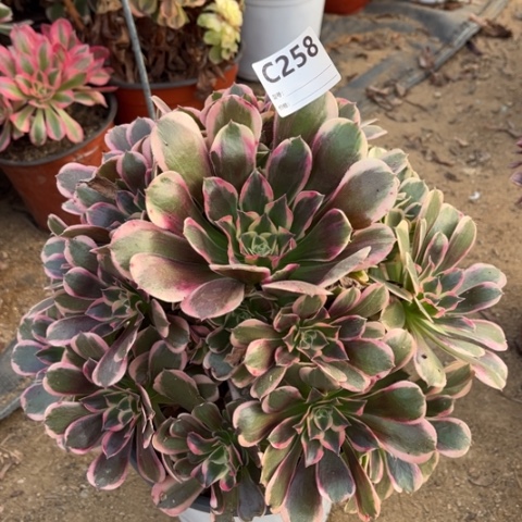 多肉植物皇后捧花