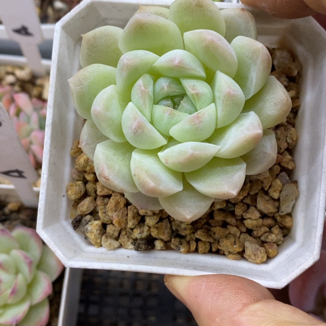 精品多肉一物一拍不包整81