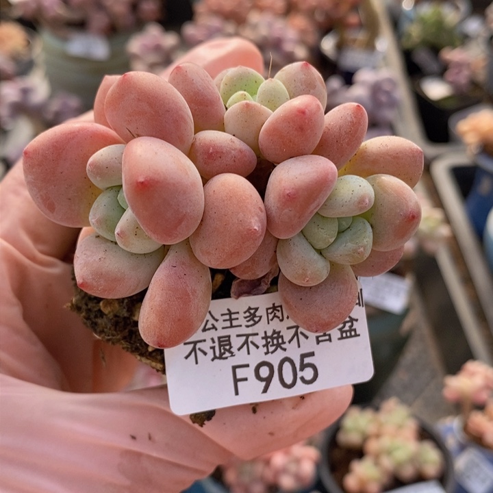 樱花洛神5cm905多肉植物