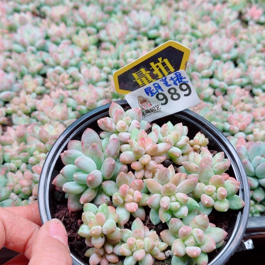 多肉植物多肉植物