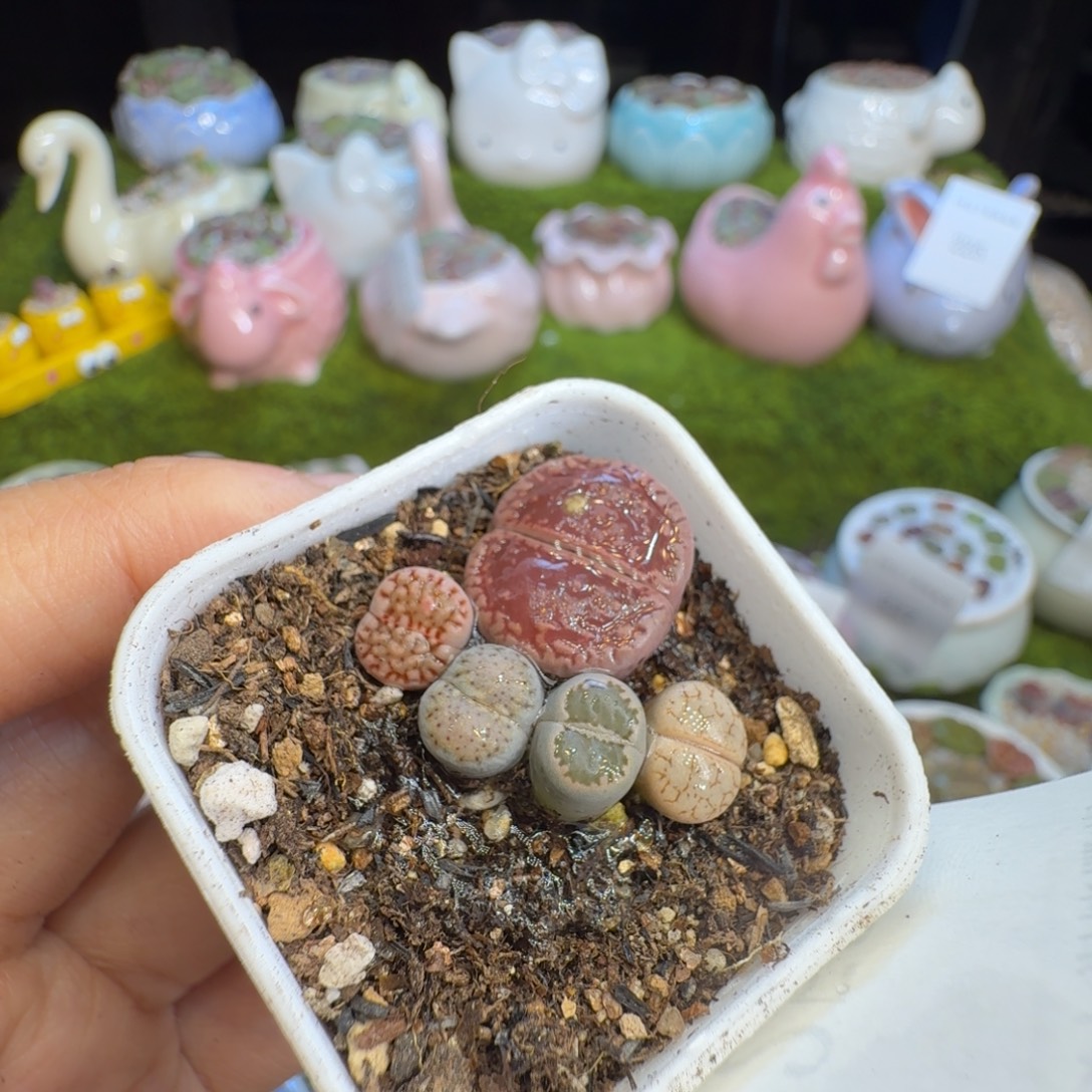 多肉植物福利冲252