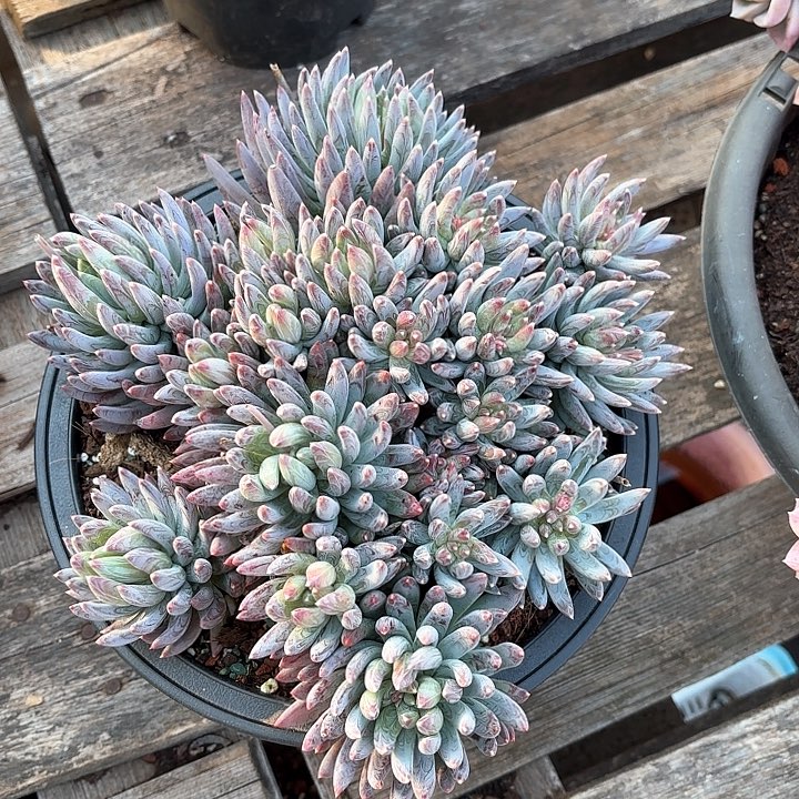 多肉植物，炫彩星