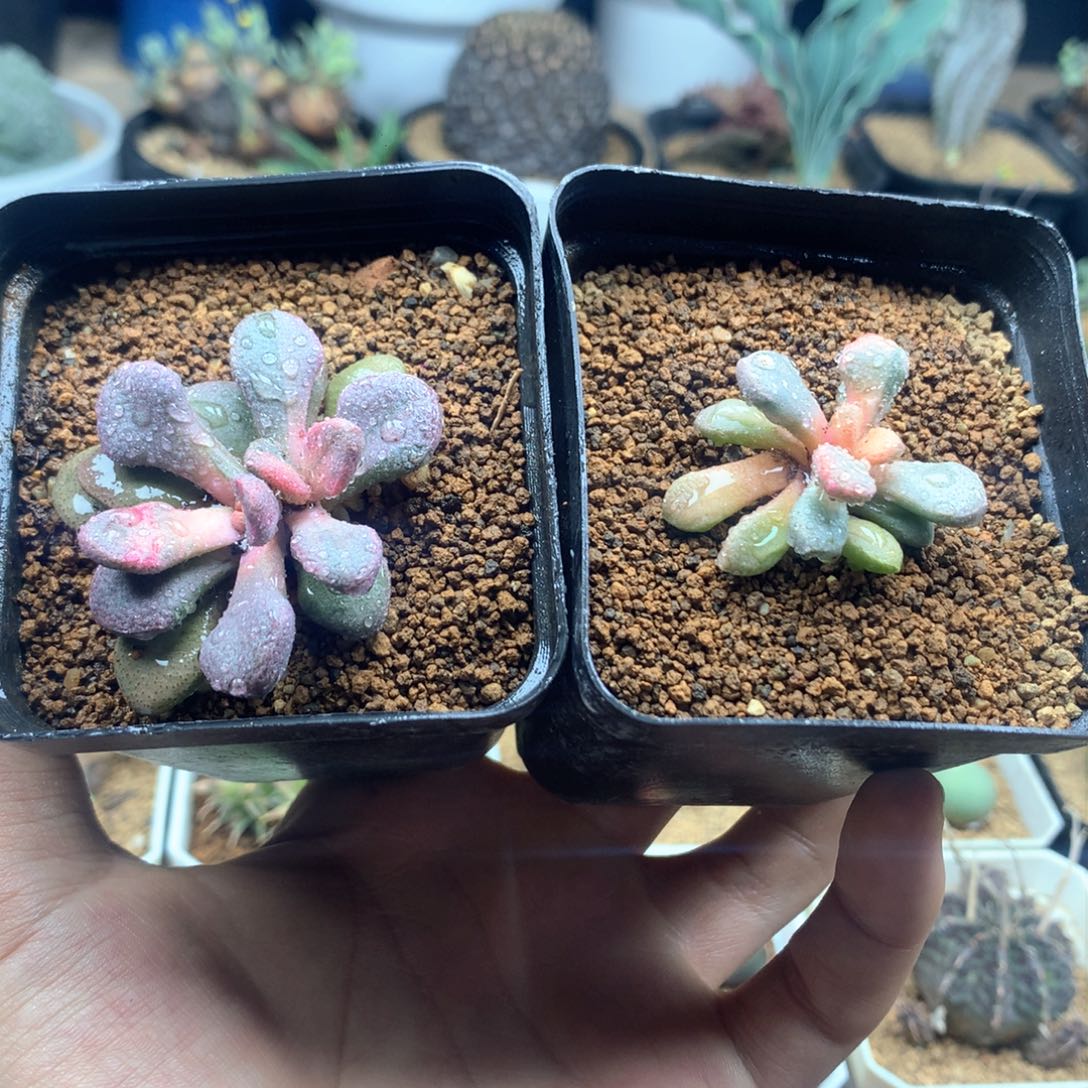 实生唐扇锦多肉脱土