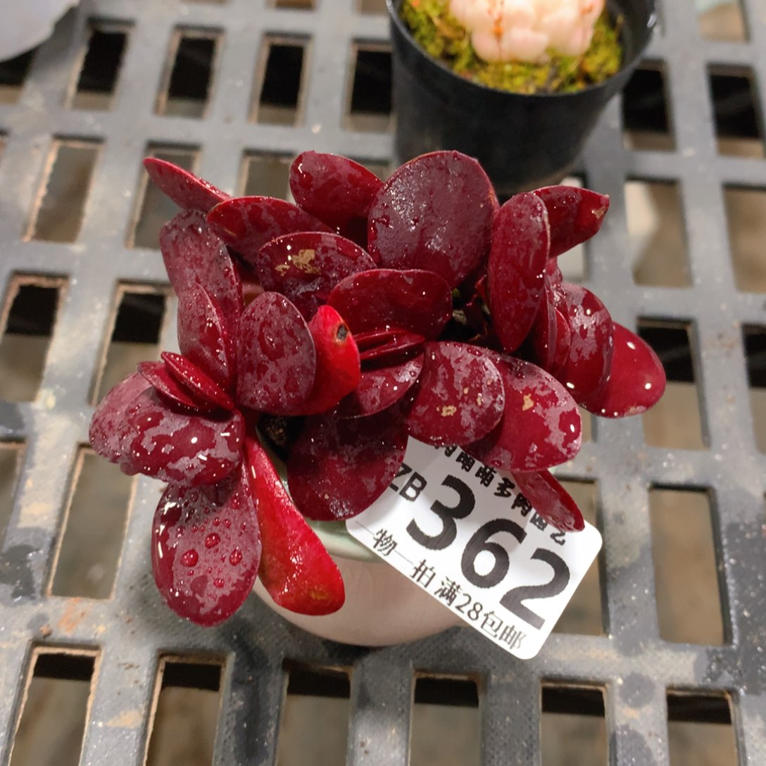 肉萌萌拇指盆精控多肉ZB362