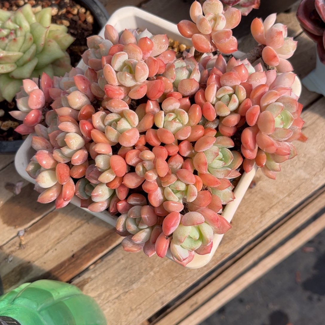 忘记了duonvyeyajinv