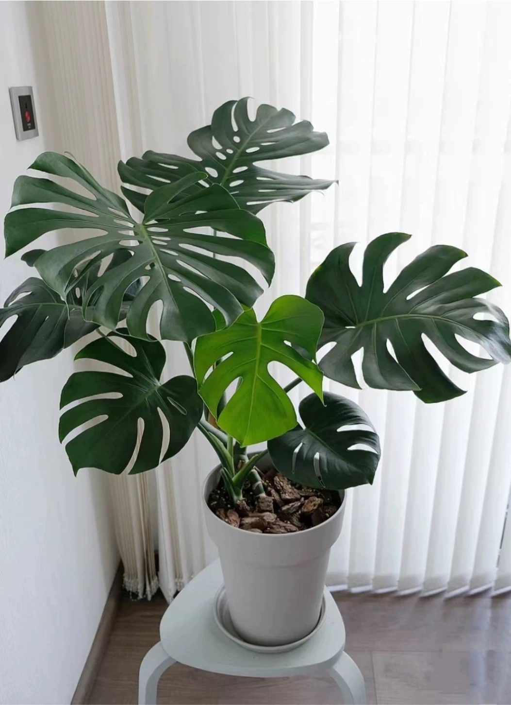 龟背竹老桩大型绿植网红绿植客厅室内龙鳞杆    