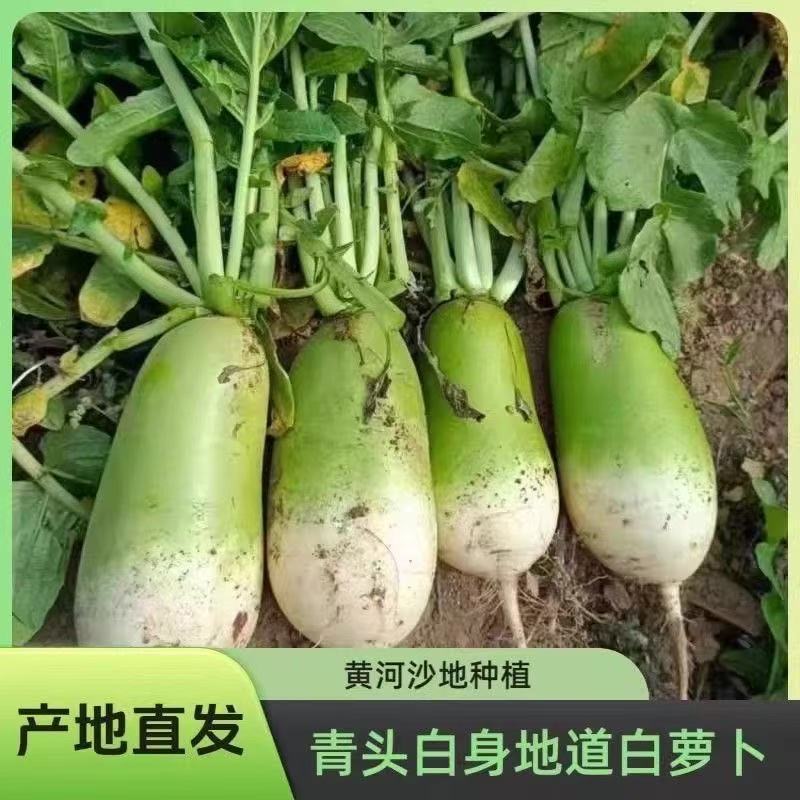 新鲜现挖青头萝卜丨菜萝卜农家自种的大萝卜现拔现发应季菜