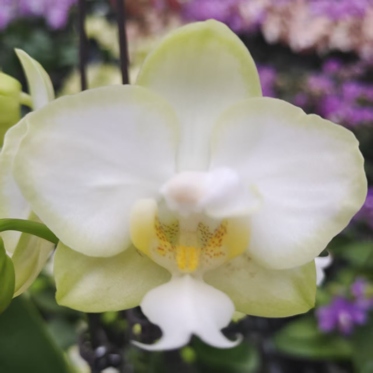 蝴蝶兰【龚氏白玉】中小花型 带花发货 室内高端花卉 客厅美观