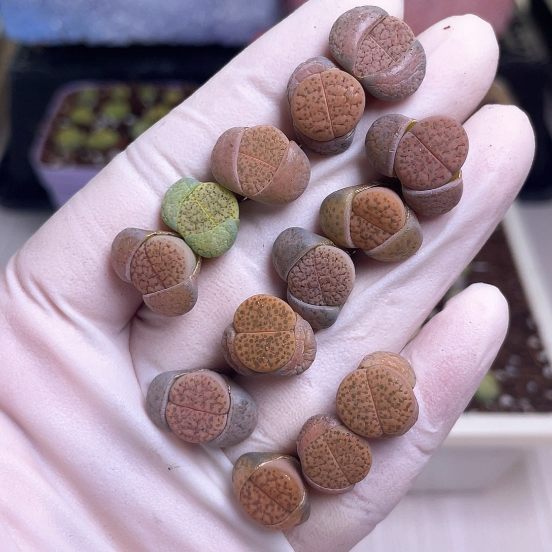 165 白薇纹……………………