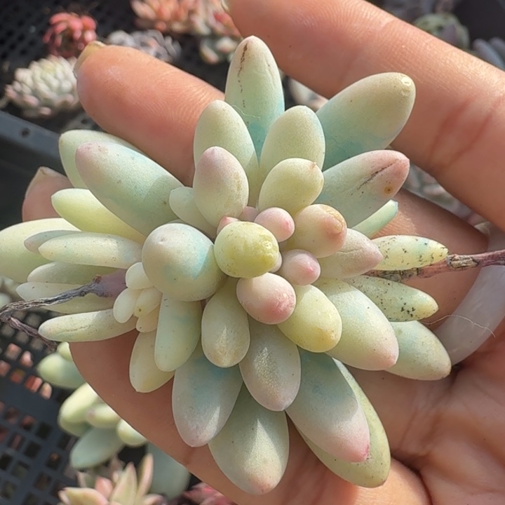 R****g一颗多肉锦的金多肉锦