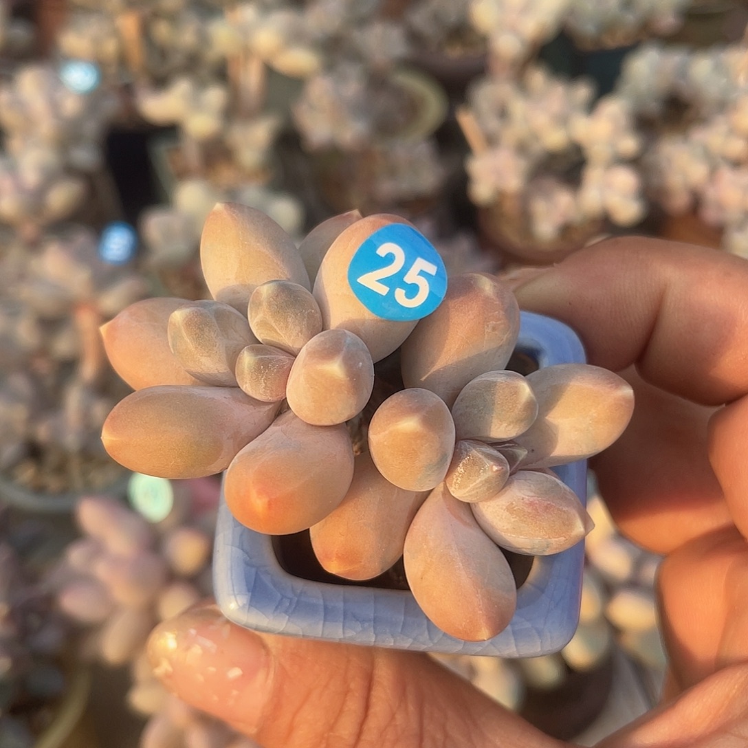 乌拉 带盆发货 3.5口盆