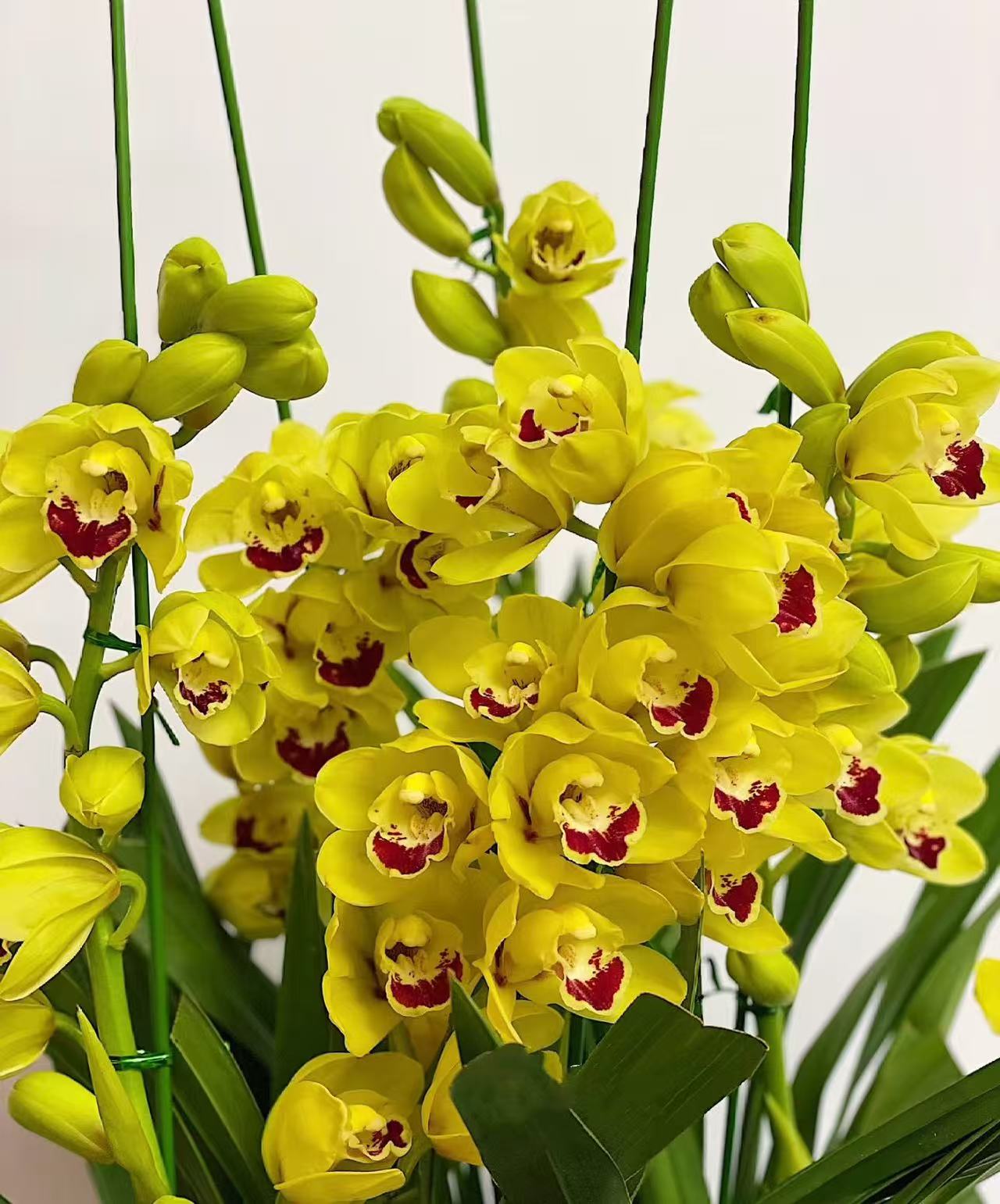 年宵花一物一拍【奶油黄桃-大花蕙兰】室内高端盆栽花卉花期超长
